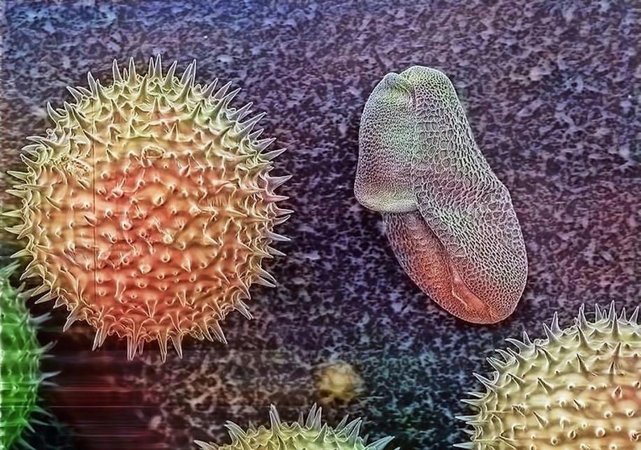 Photo de grains de pollen prises avec un microscope à balayage électronique